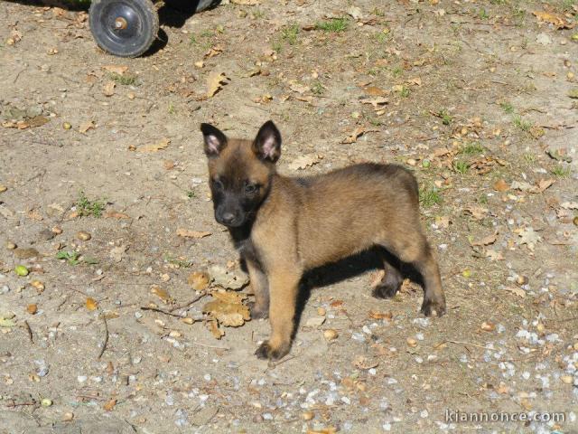 Chiots berger belge à donner 