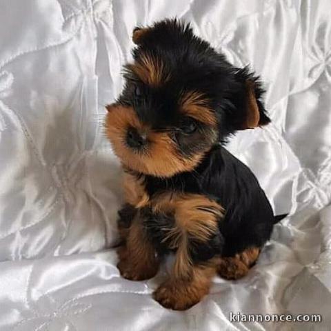 Chiots Yorkshire Terrier pour adoption