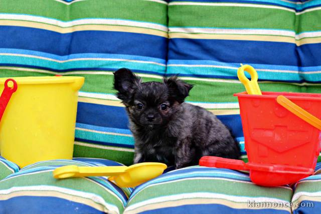 A donner chiots chihuahua