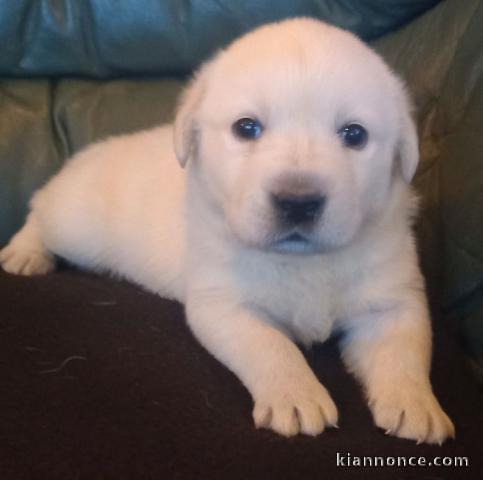 Chiots labradors lof a donner