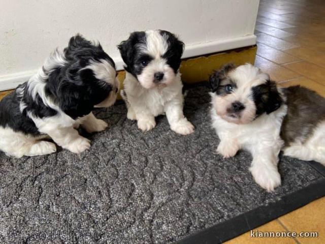 Chiots bichons maltais 