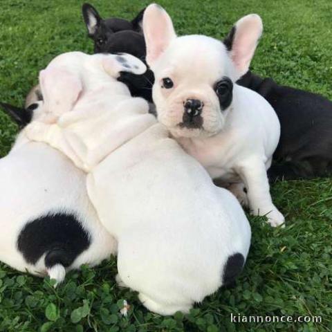 A donner chiots bouledogue français