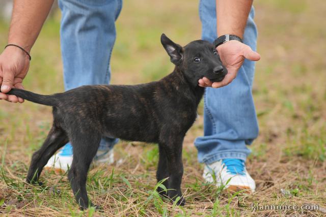 Chiots Berger Hollandais à vendre