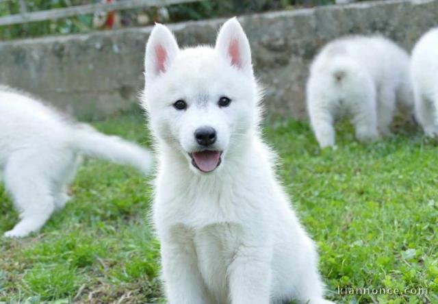 Husky sibérien chiots à vendre