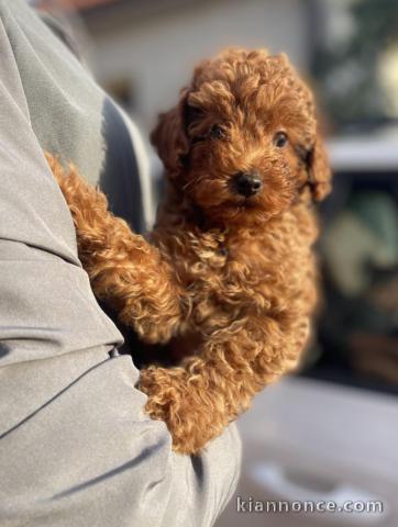 Caniche nain chiots à vendre