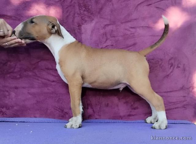 Chiots Bull Terrier Standard