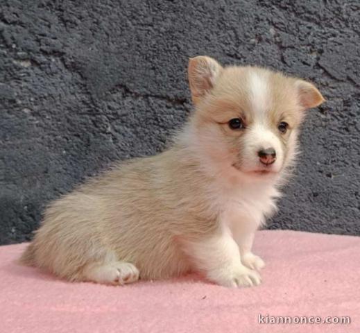 Pembroke Welsh Corgi chiots