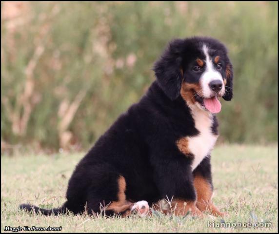 Bouvier Bernois chiots