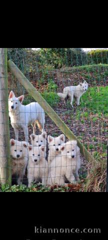 Adorable chiot berger blanc suisse lof 