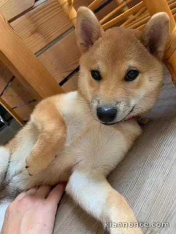 Chiot shiba inu à donner 