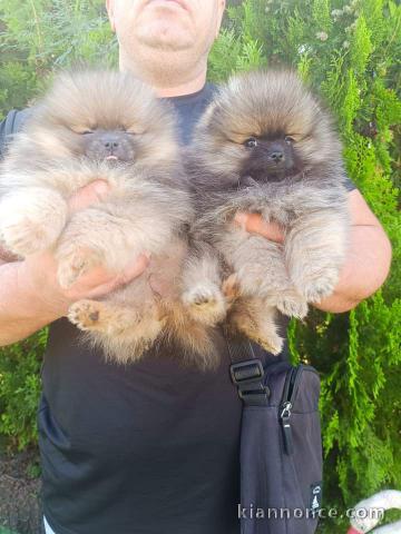 Adorable chiot Spitz allemand 