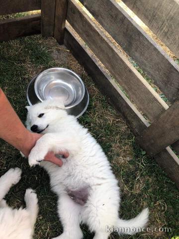 Chiot berger blanc suisse a donner 