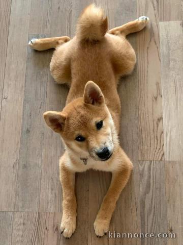 Dons Chiot Shiba adorable 