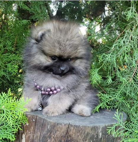 Chiot spitz allemand adorable 