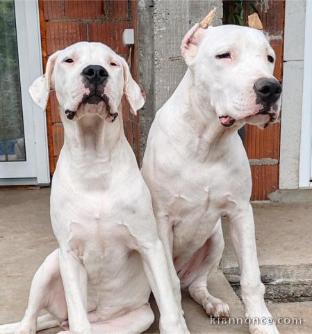 Dogo Argentino chiots