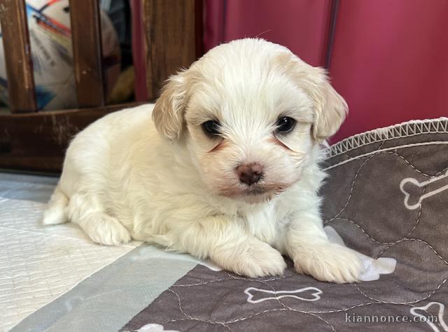 Chiots Maltipoo disponible fin novembre