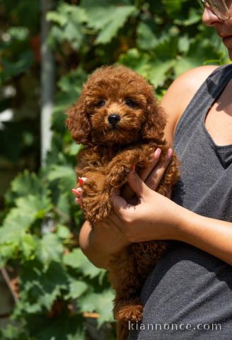 Caniche nain chiots à vendre