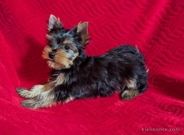 Je donne chiot yorkshire terrier 