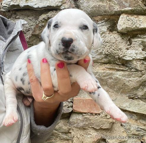 Chiot dalmatien a donner 