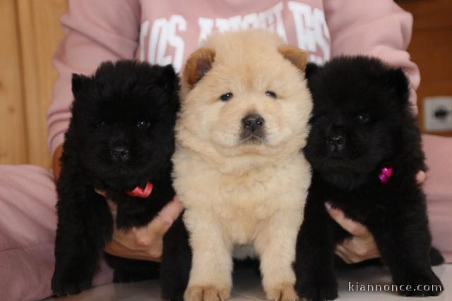 Chiot chow-chow à donner 