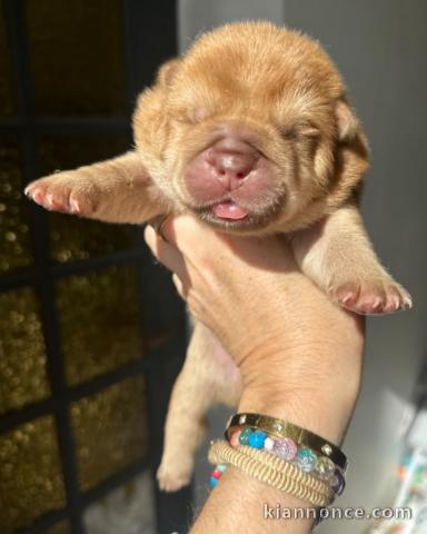 Bébé chiot chow-chow à donner 