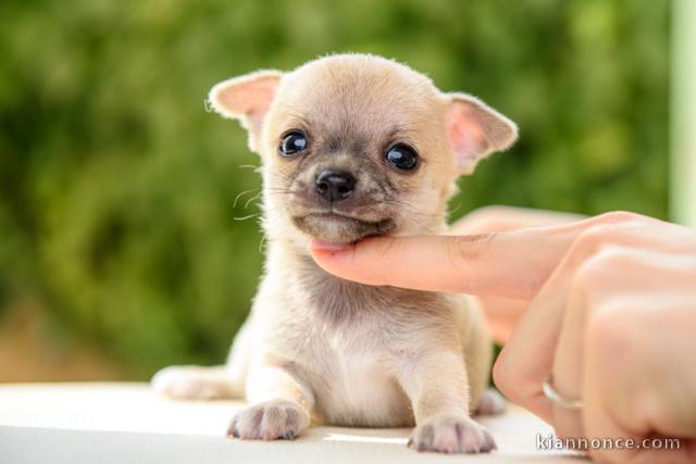 Chiot chihuahua mâle et une femelle 