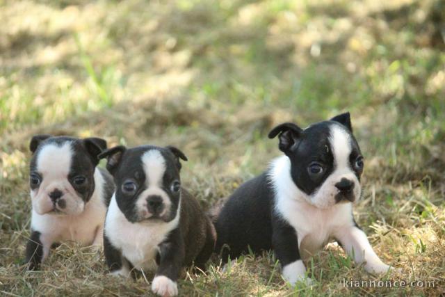 Chien a donner contre bon soin 