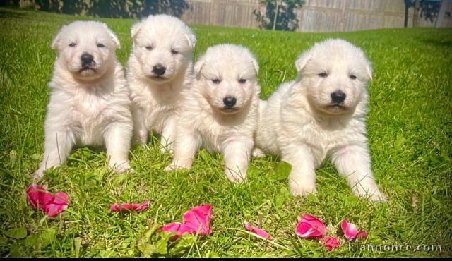 Adorable chiot golden retriever 