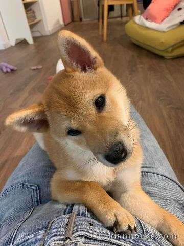 Chiot Shiba adorable 