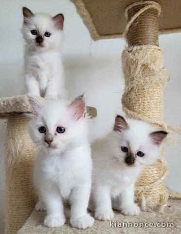 Adorable chaton Ragdoll LOOF disponible 