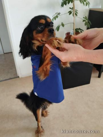 Chiot cavalier king charles disponibles 