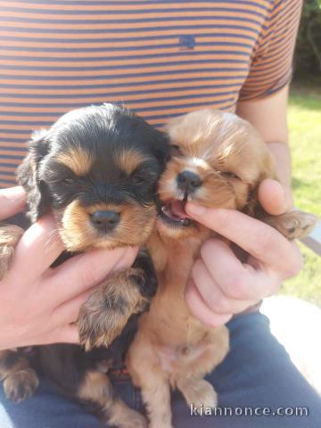 Adorable chiot cavalier king charles disponibles 