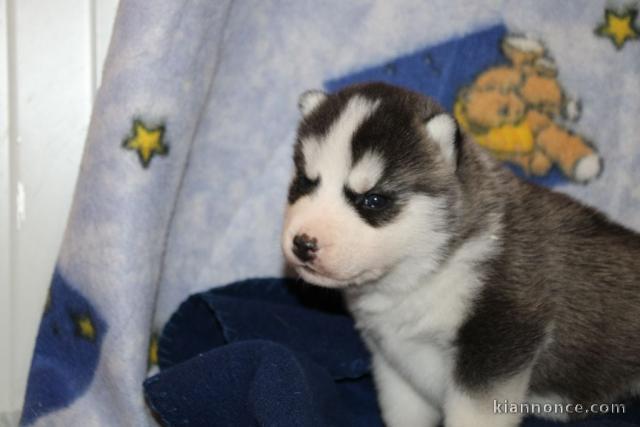 Chiot husky sibérien à adopter 