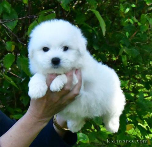 Chiot coton Tuléar a donner 