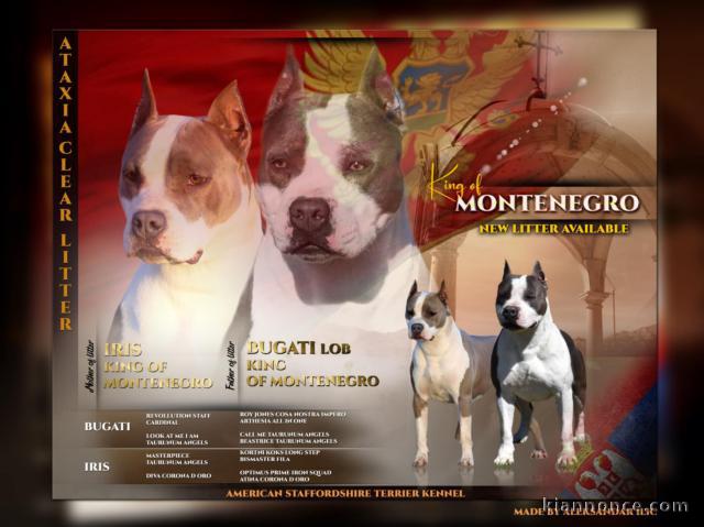 American Staffordshire Terrier – Magnifiques Chiots