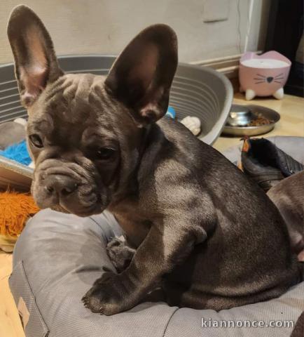 Chiot bouledogue français disponibles pour adoption 