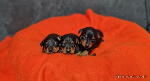 Chiot Teckels à donner 