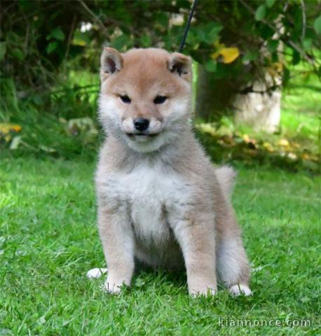 Chiot Shiba adorable 