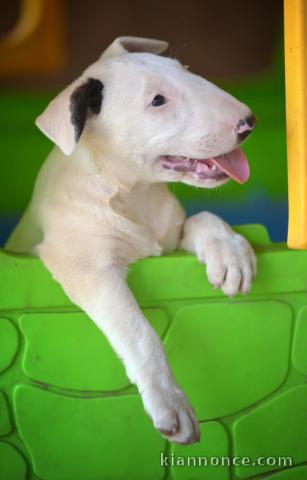 Bull Terrier Standard – Belle Femelle à Vendre