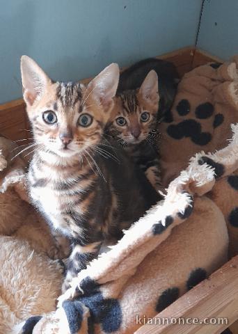 Adorable chaton Bengal disponibles 