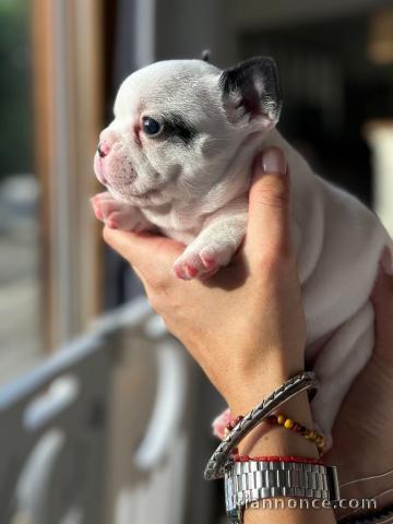 Chiot bouledogue français disponibles 