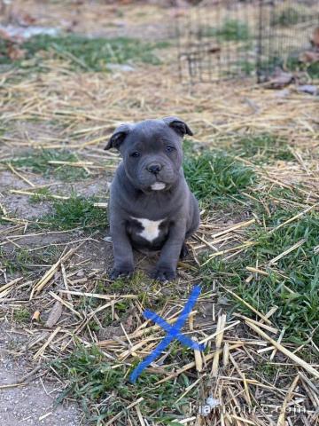 Chiot staffie disponibles pour adoption 