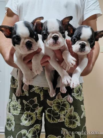 Chiots Boston Terrier à vendre