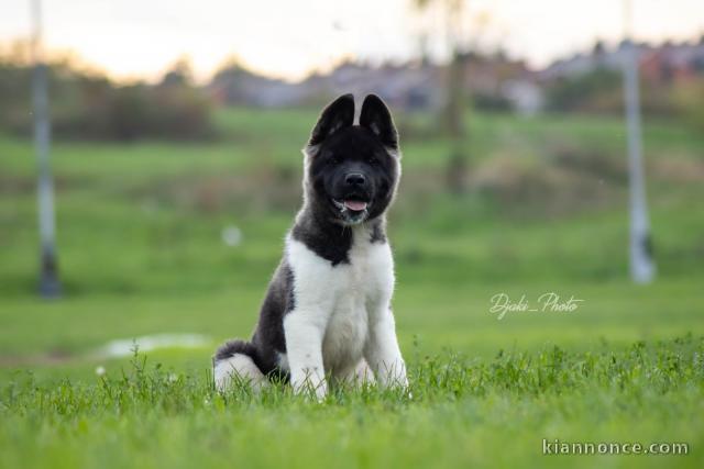 Chiots American Akita