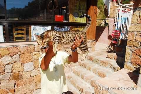 Chatons Bengal adorable 