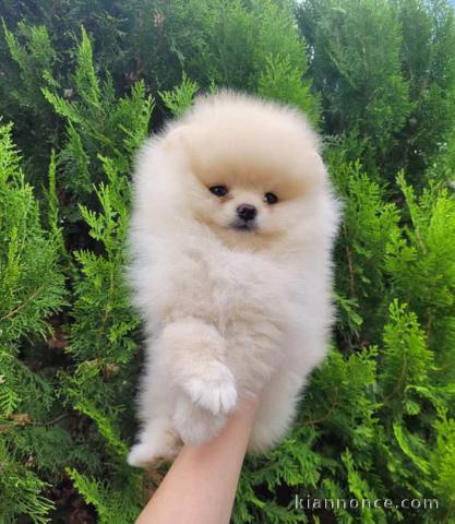 Chiot Spitz nain Poméranie disponibles 