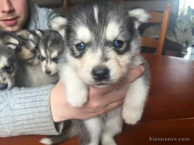 Adorable chiot husky sibérien à adopter 