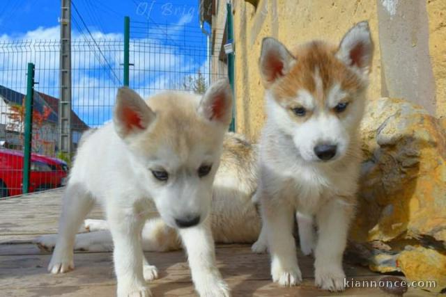 Chiot husky sibérien à adopter 