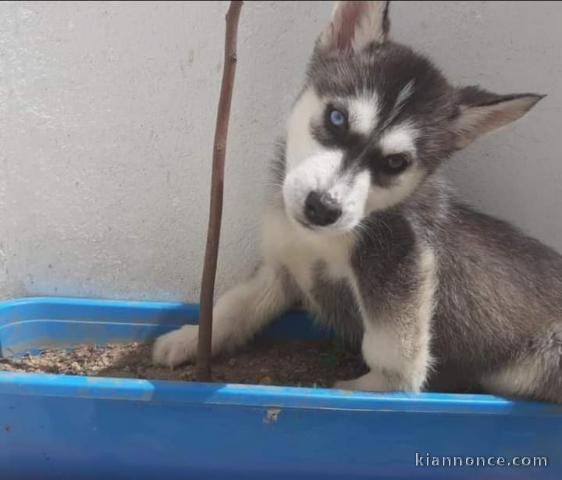 Je donne chiot husky sibérien 