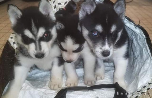 Magnifique chiots husky sibérien 